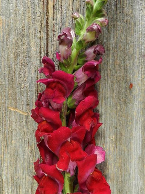 Burgundy Snapdragons